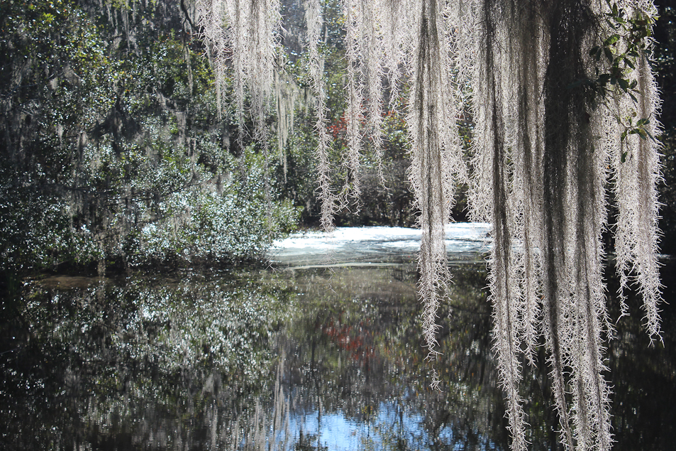 Middleton Plantation