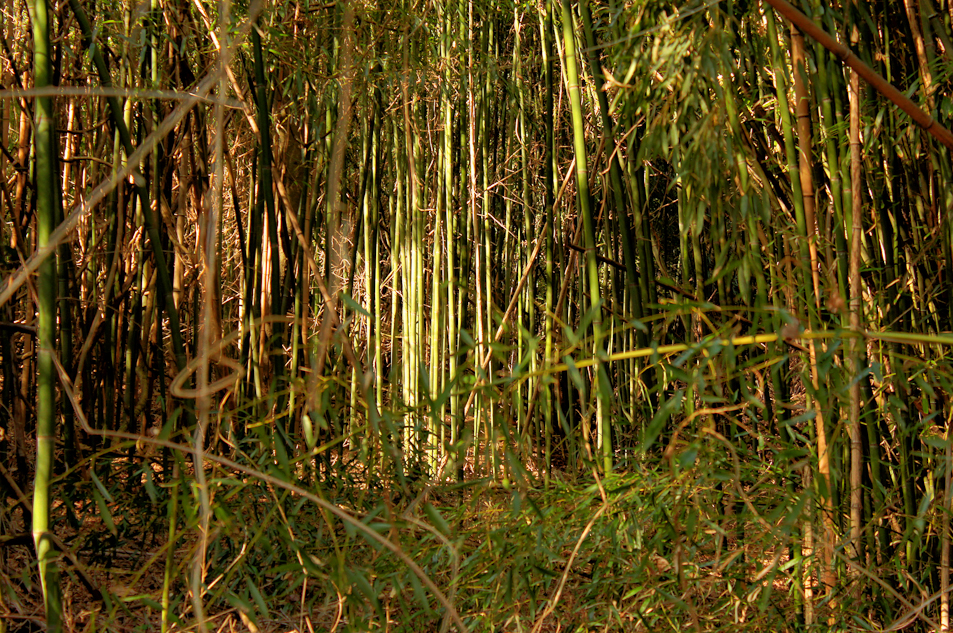 Middleton Plantation